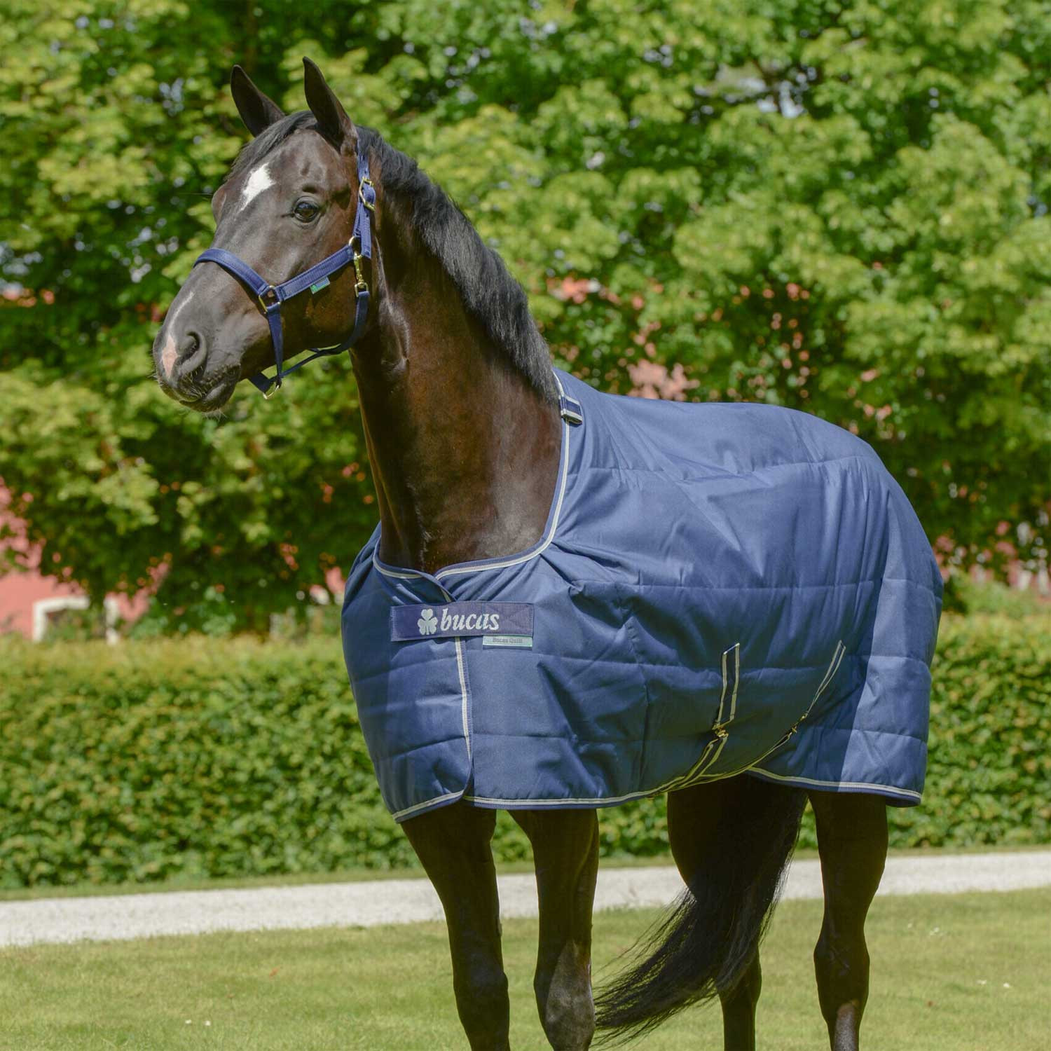 Quilt Stalldecke mit Stay-dry Futter und Big Neck-300 Gramm